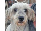 Adopt Darla a Schnauzer
