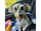 Adopt Dixie a Schnauzer