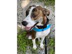 Adopt Tank a Boxer, Mastiff