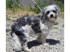 Adopt Ashwinder a Lhasa Apso, Mixed Breed