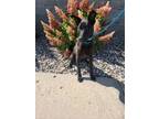Adopt Dune a Labrador Retriever, Pit Bull Terrier