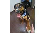 Adopt Henry a Greater Swiss Mountain Dog, Rottweiler