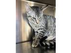 Adopt Grayson a Tabby, Domestic Short Hair