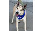 Adopt Matlock a Husky, Australian Shepherd