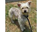 Adopt Rufus a Yorkshire Terrier, Shih Tzu