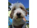 Adopt Tibetan Terriers a Tibetan Terrier