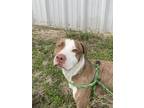 Adopt AC Jack a Catahoula Leopard Dog