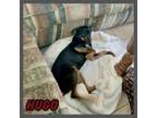 Adopt Hugo fka Chaplan a Miniature Pinscher