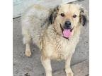 Adopt Rabito a Retriever, Poodle