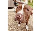Adopt Farley a Pit Bull Terrier