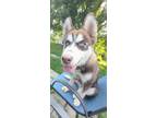 Adopt Teddy a Husky