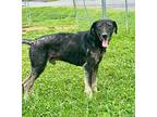 Cisco Labrador Retriever Senior Male