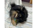 Alfredo Pomeranian Adult Male