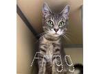 Frigg American Shorthair Adult Female