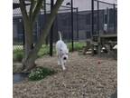 Ice American Pit Bull Terrier Young Male