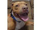 Shortcake American Pit Bull Terrier Adult Female