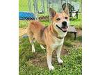 Opera Australian Cattle Dog Adult Female