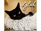 Lylah American Shorthair Adult Female
