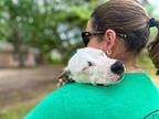 Daisy Day the Ittiest Bittiest Pittie Girl French Bulldog Adult Female