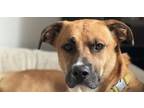 Adopt Charlie a Boxer, German Shepherd Dog