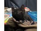 Dave Domestic Shorthair Kitten Male