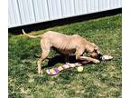 Munch 41086 Staffordshire Bull Terrier Adult Male