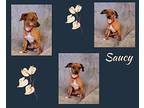 Saucy Chihuahua Adult Female