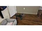 Bobby Jo Poodle (Toy or Tea Cup) Young Female