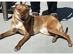 Daisy Catahoula Leopard Dog Young Female