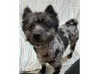 Ravioli Pomeranian Adult Male