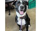 LADY American Bulldog Adult Female