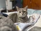 Mama American Shorthair Senior Female