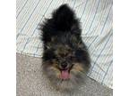 Pesto (Available Soon) Pomeranian Adult Male