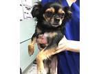 Tyson Chihuahua Young Male