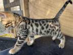 Maries Bengal