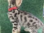 Bengals Red Collar Male