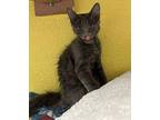 Godzilla Domestic Longhair Kitten Male