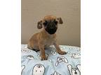 Charlotte Chihuahua Puppy Female