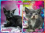 Goldie's Girls Domestic Shorthair Kitten Female