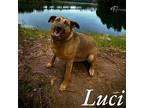 luci German Shepherd Dog Adult Female