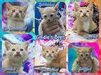 Goldie's Boys Domestic Shorthair Kitten Male