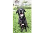 Ronnie Labrador Retriever Adult Male