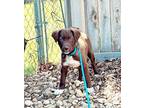 Arthur Australian Shepherd Young Male