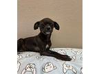 Clyde Chihuahua Puppy Male