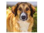 Birdie Anatolian Shepherd Adult Female