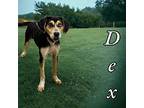 dex Hound (Unknown Type) Young Male