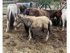 Tiny little filly