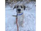 Rudy, Schnauzer (standard) For Adoption In Fort Collins, Colorado