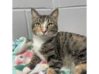 Adopt Omelette a Domestic Short Hair