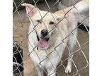 Adopt Polly a Labrador Retriever